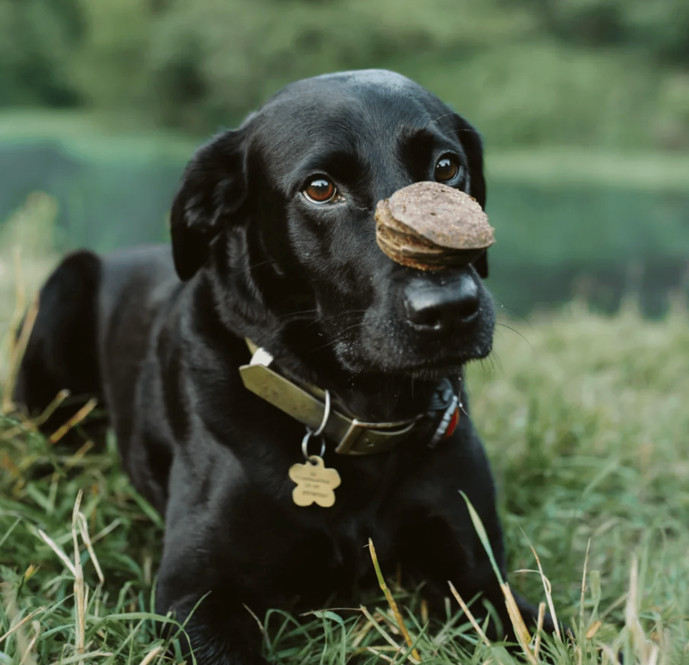 black labrador balancing anco ostrich coin dog treat on nose during training