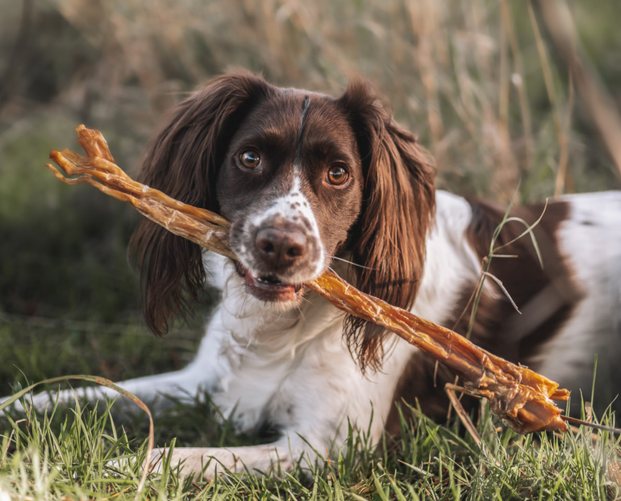 Spaniel dog chewing a natural Anco Ostrich Tendon dog treat outdoors