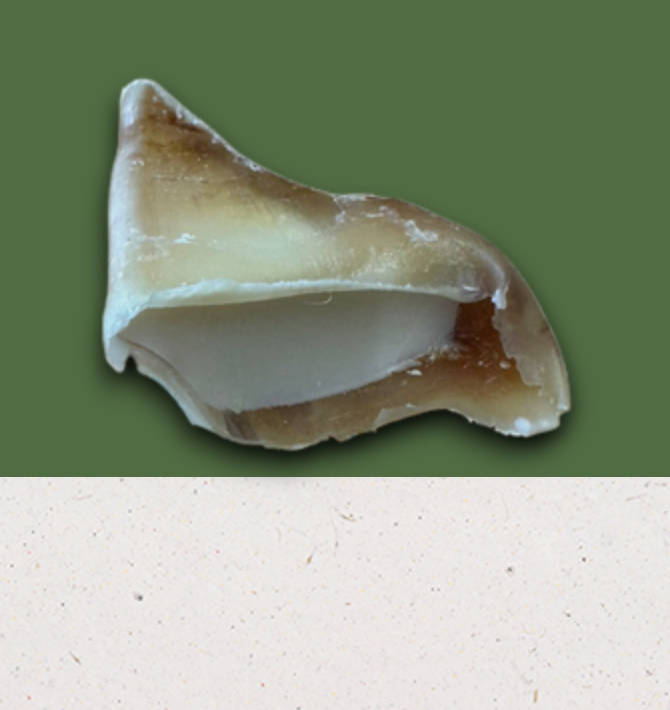 Anco sheep fat filled cow hoof – natural long-lasting dog chew with crunchy hoof and soft sheep fat filling.