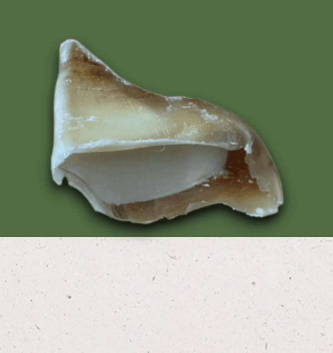 Anco sheep fat filled cow hoof natural dog chew
