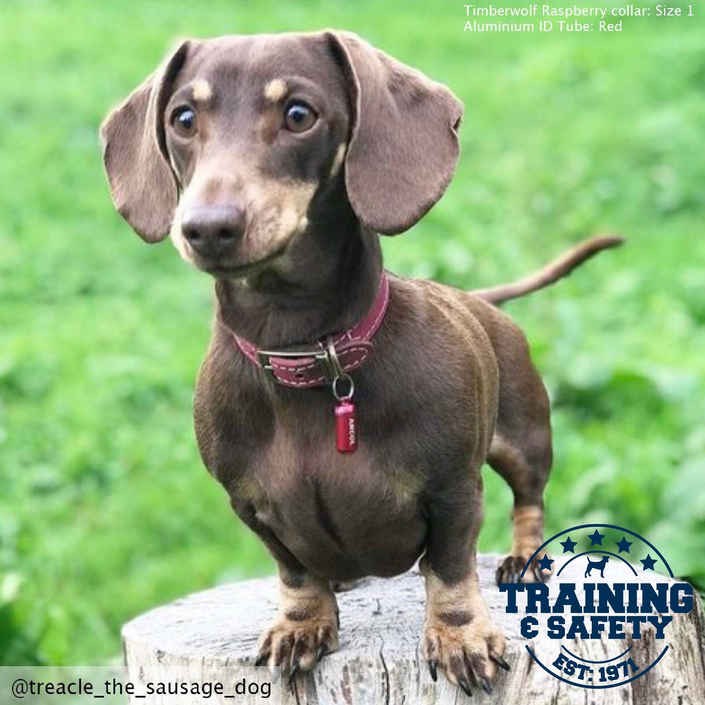 Dog wearing collar with Ancol aluminium ID tube for identification