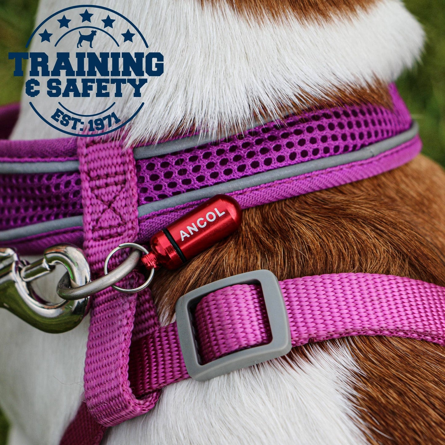 Close-up of Ancol aluminium dog ID tube attached to harness