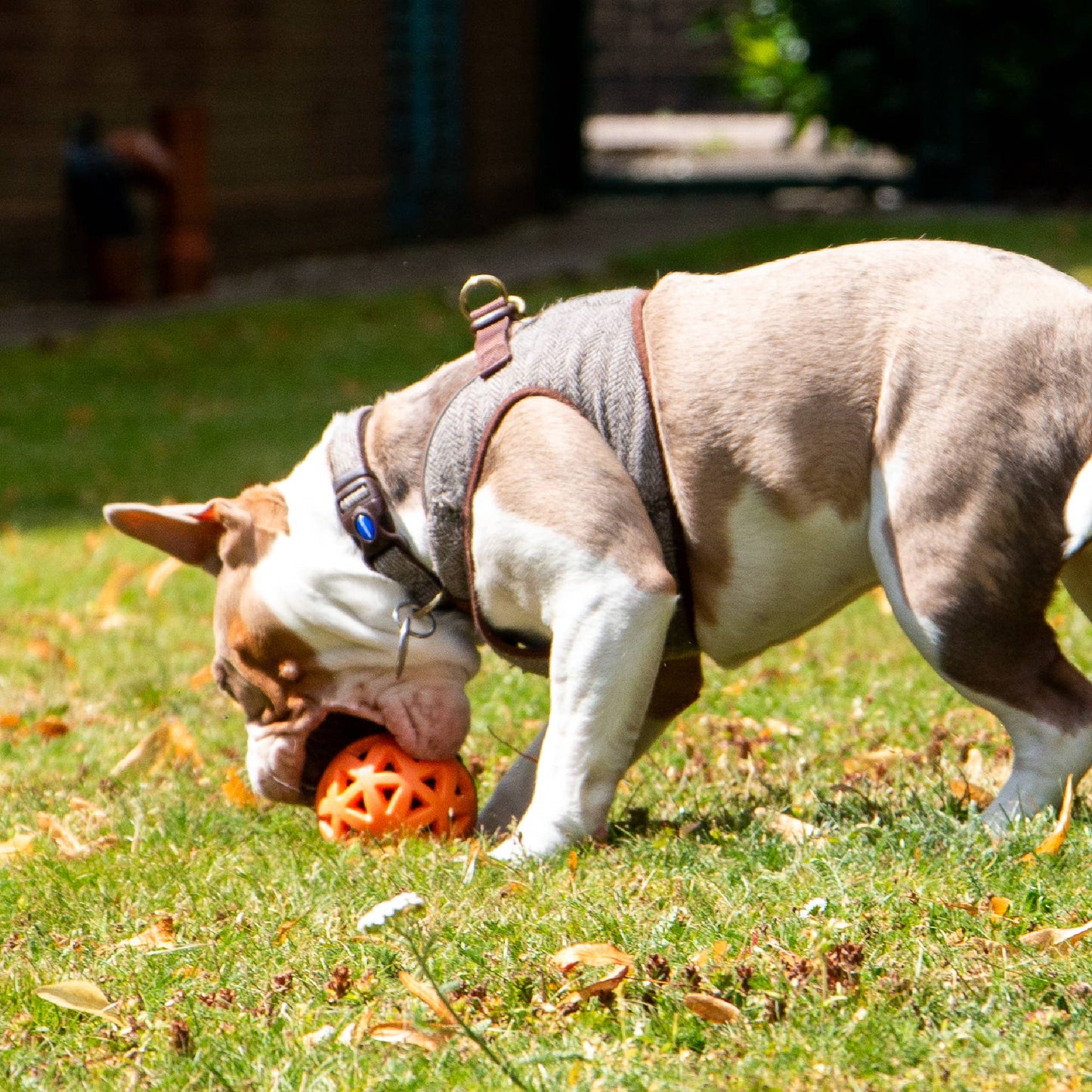 Dog playing fetch with Ancol Extreme floating ball outdoors