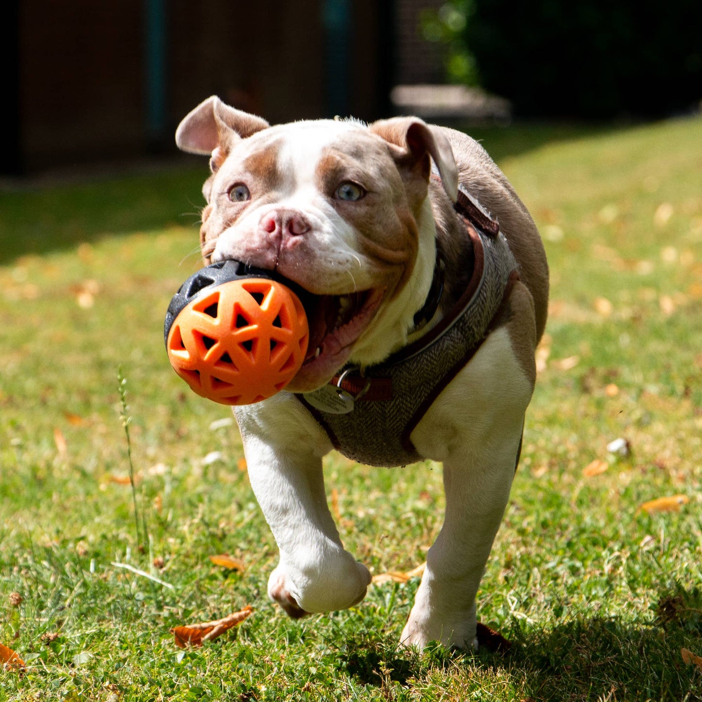 Dog carrying Ancol Extreme floating fetch ball