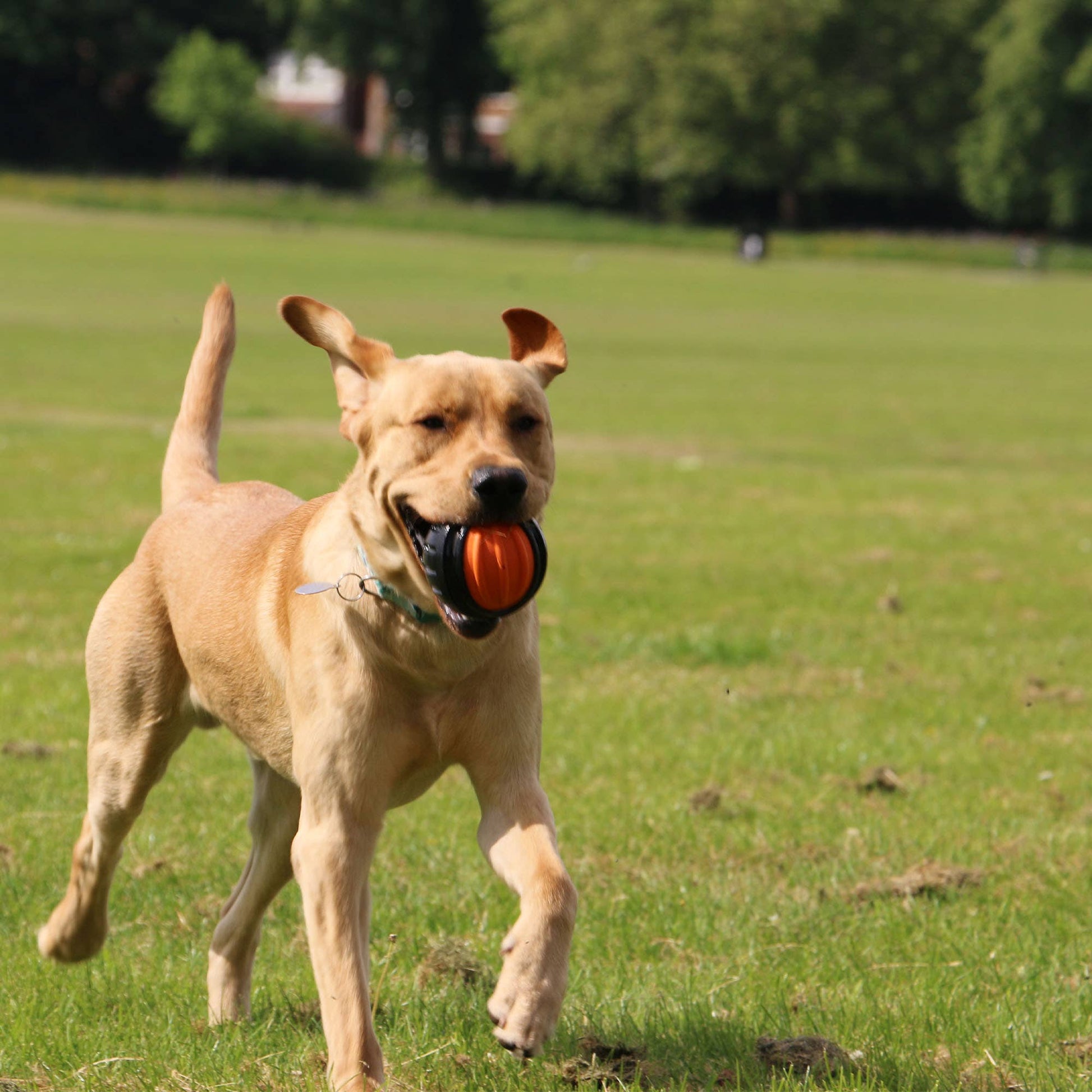 Dog running across a field carrying the Ancol Extreme Tough Ball – durable and fun for fetch games.