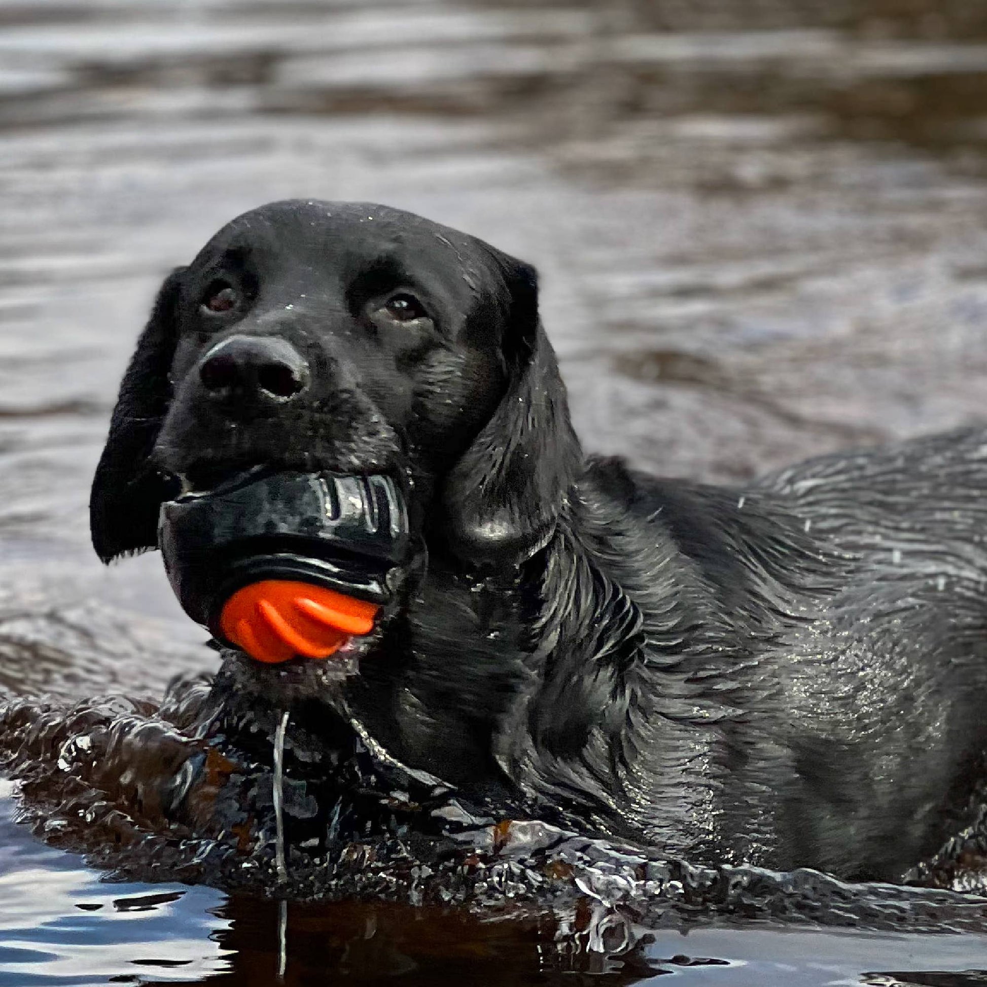 Dog swimming while holding the Ancol Extreme Tough Ball – floating dog toy for water play and retrieval.