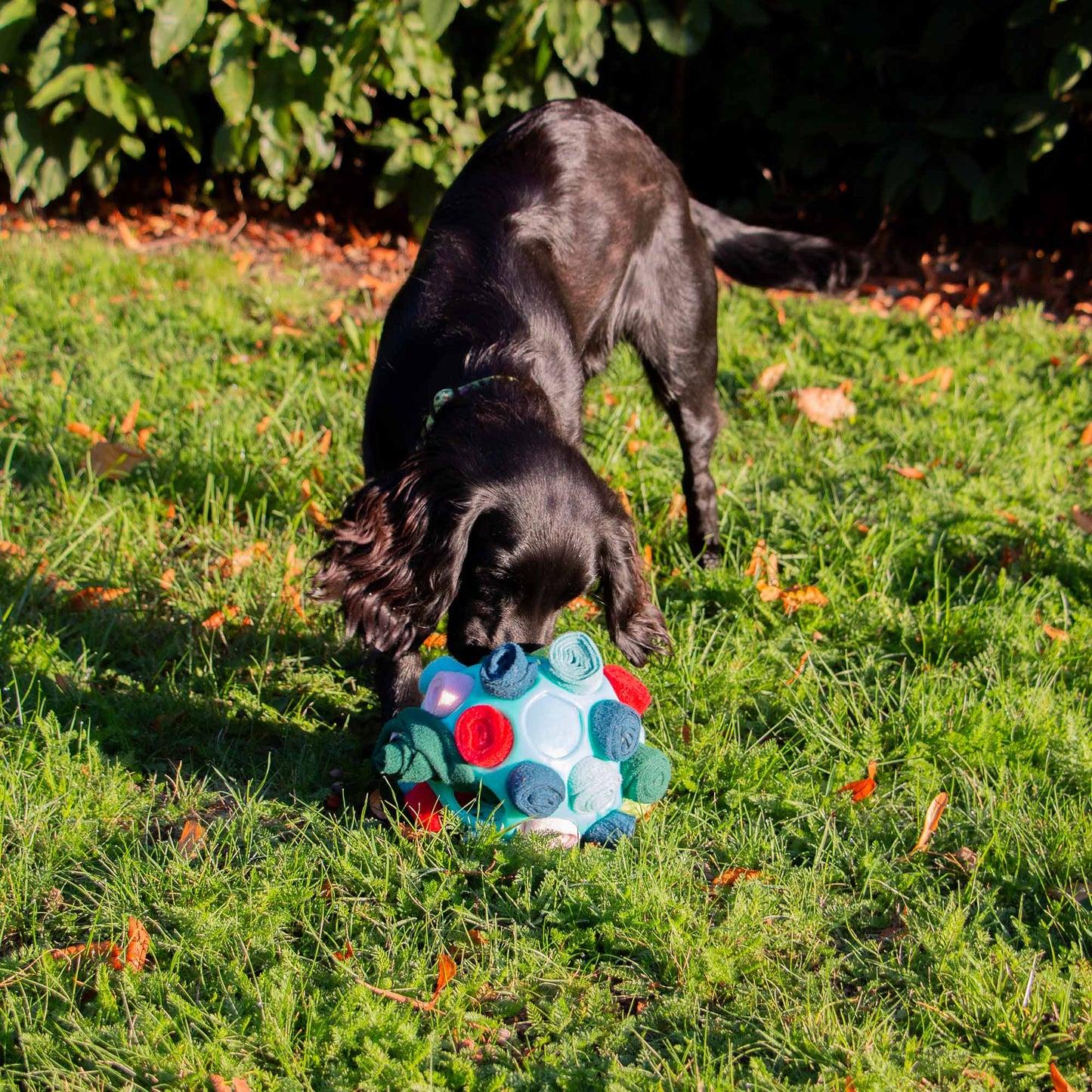 Dog using Ancol Örva snuffle ball for enrichment and mental stimulation