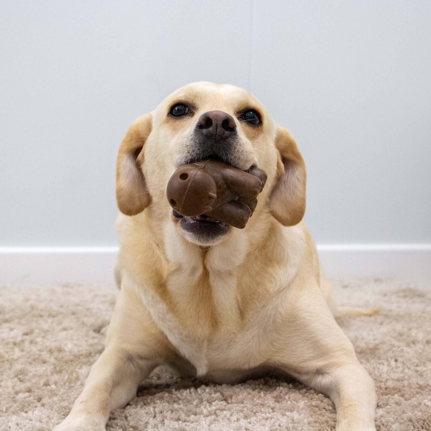 Dog chewing Ancol tough hippo rubber toy indoors