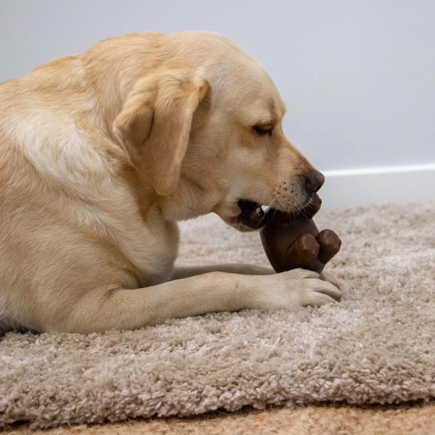 Dog playing with Ancol tough hippo chew toy