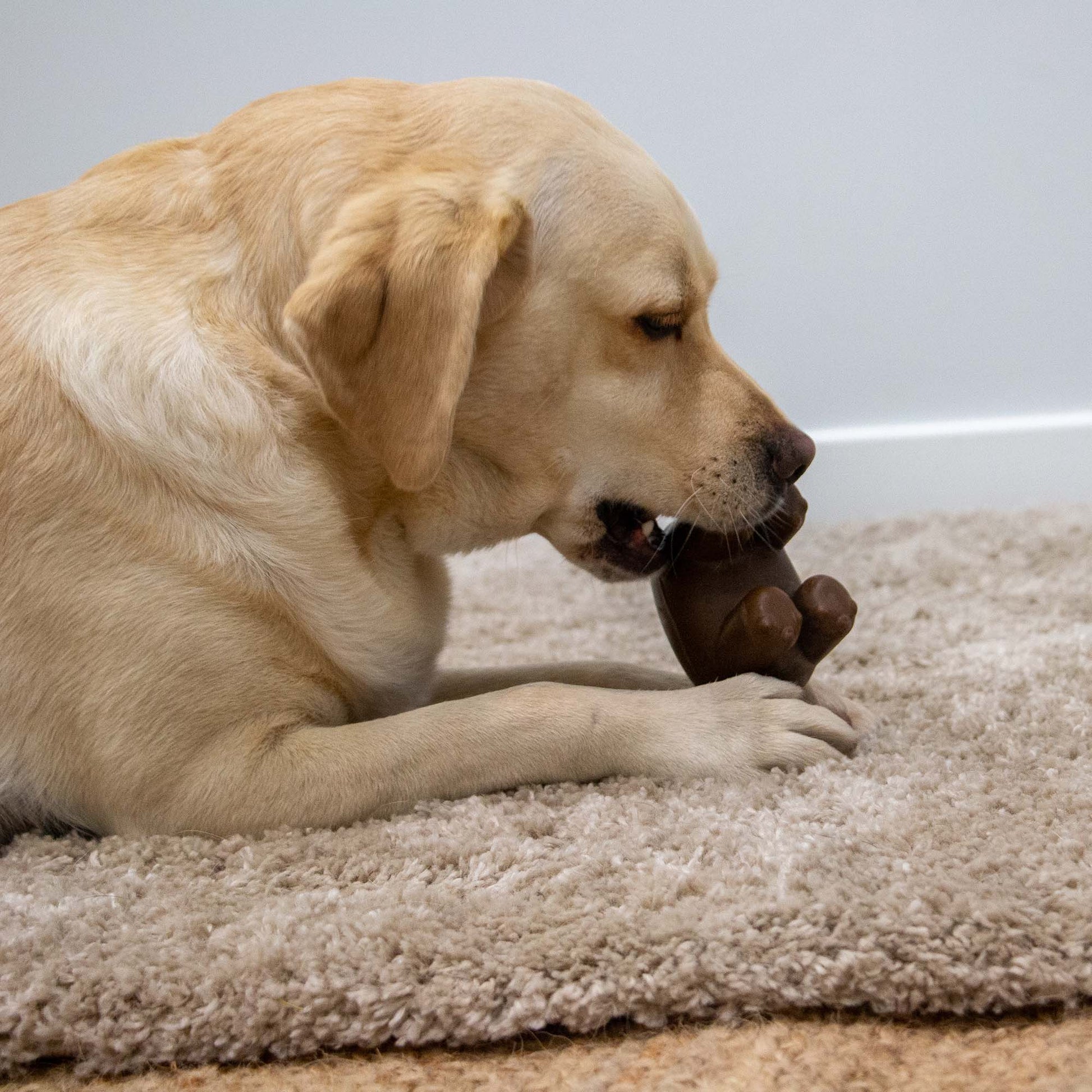 Dog playing with Ancol tough hippo chew toy