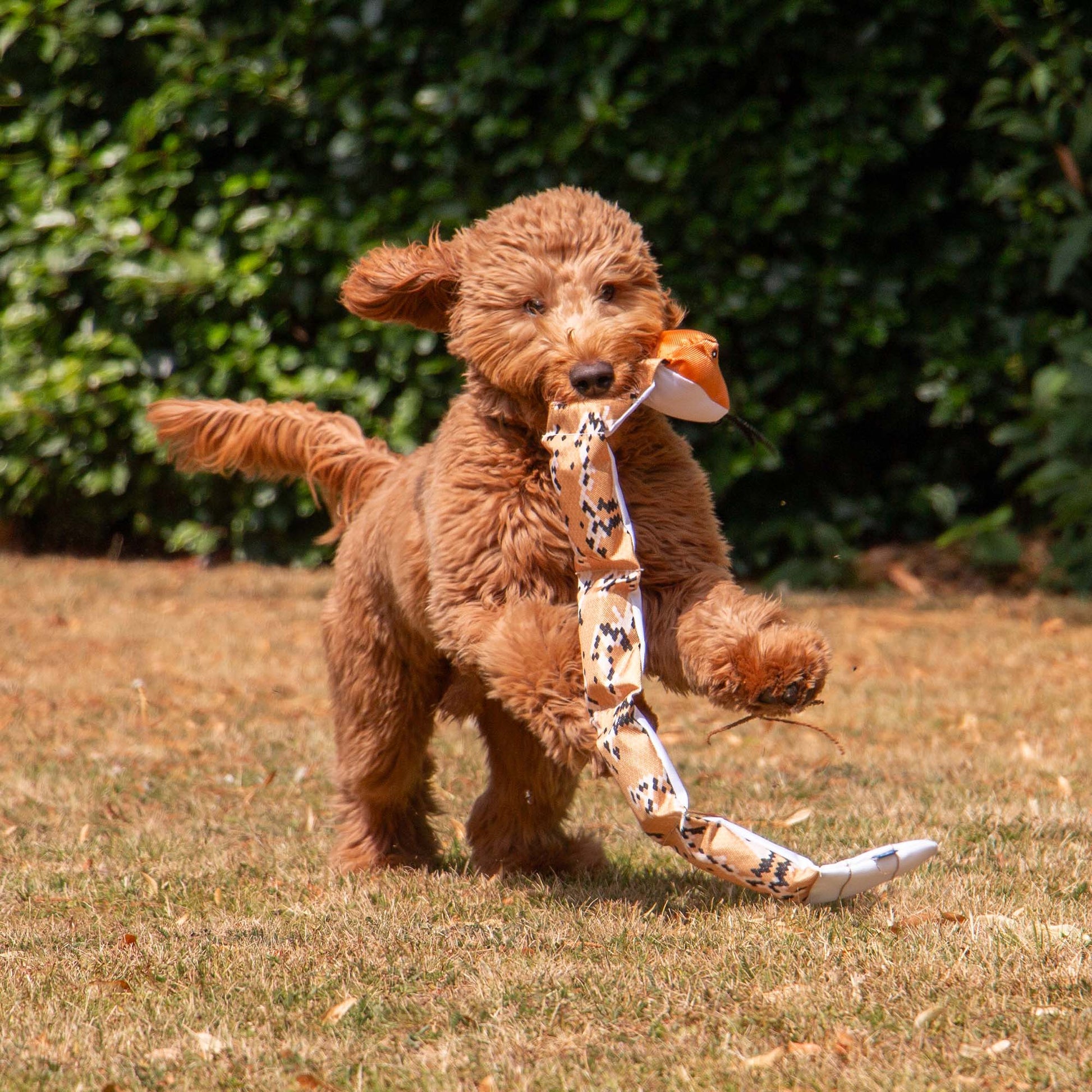 Dog playing outdoors with Ancol Tough Super Snake durable squeaky toy