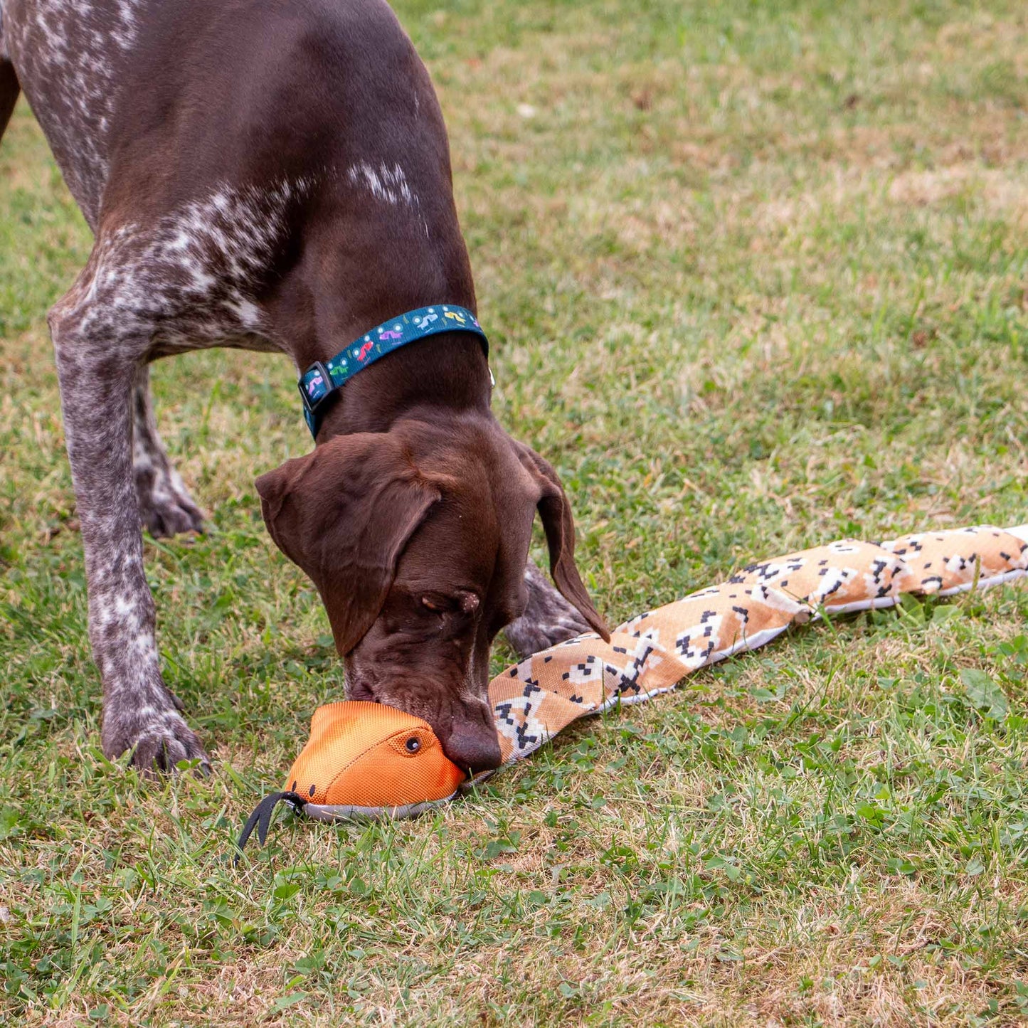 Dog engaging with Ancol Tough Super Snake interactive plush dog toy