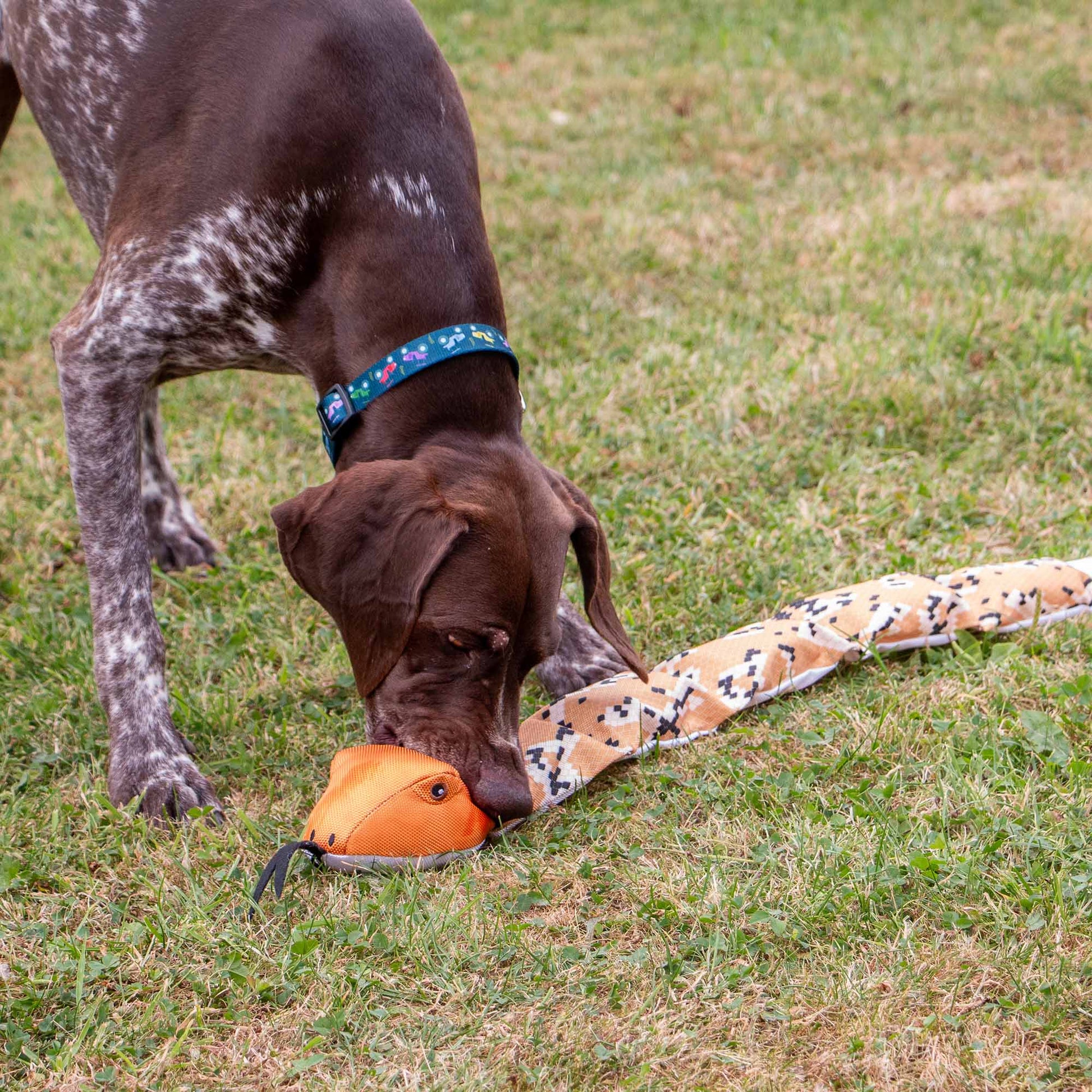 Dog engaging with Ancol Tough Super Snake interactive plush dog toy
