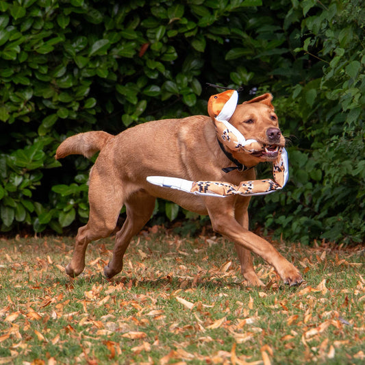 Dog running while carrying Ancol Tough Super Snake squeaky dog toy