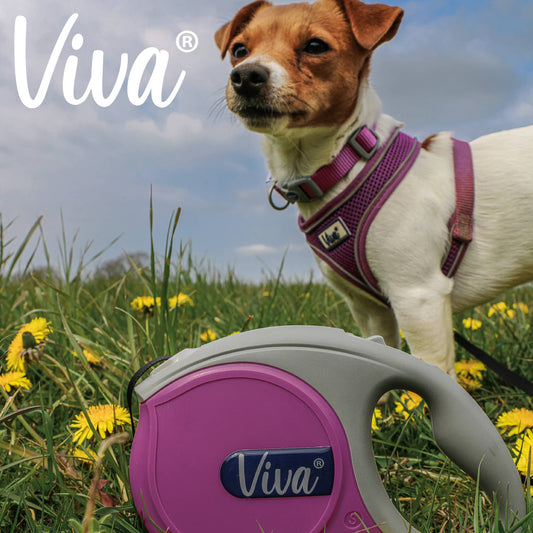 Dog wearing a purple harness with a Viva leash in a grassy field with yellow flowers