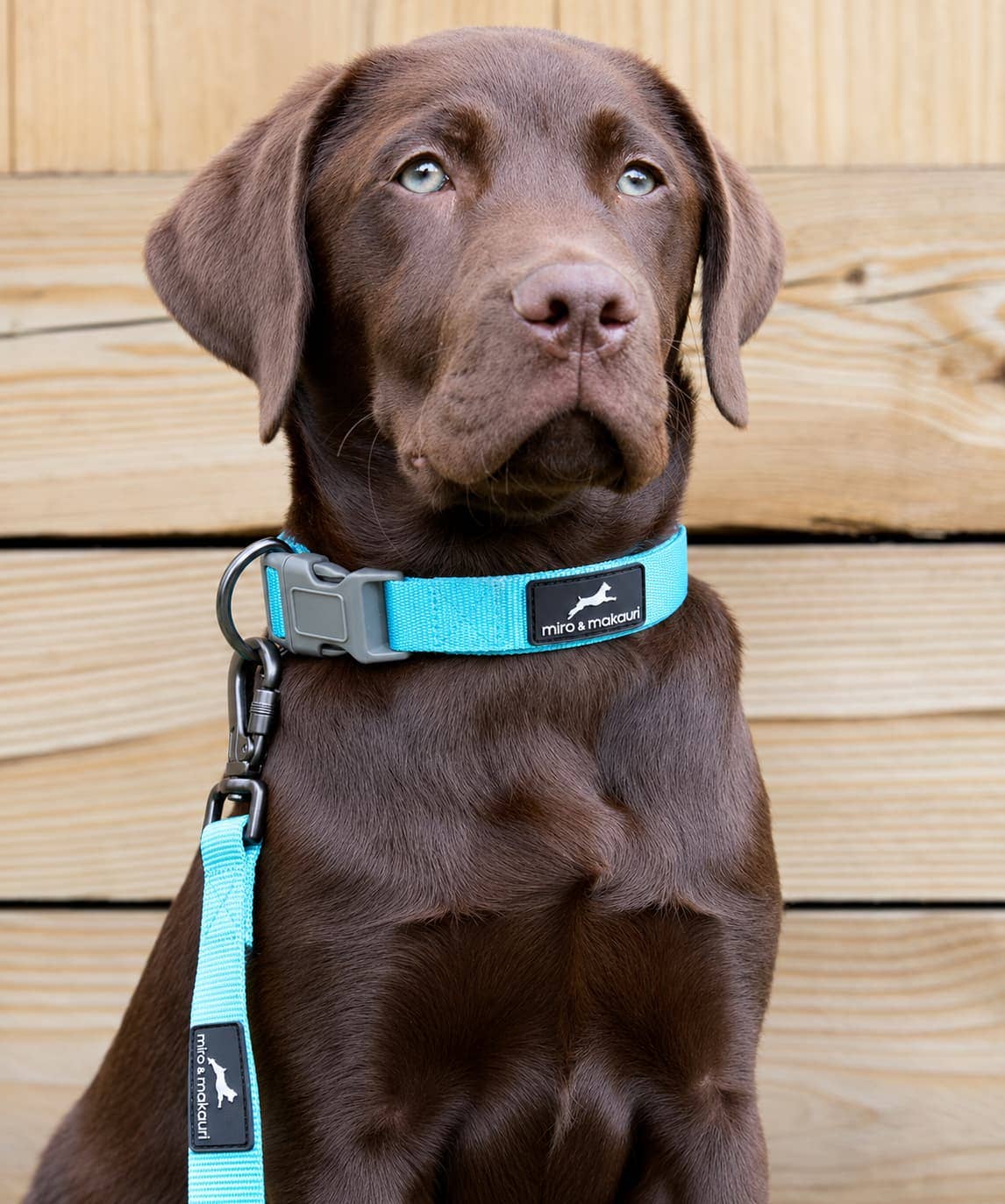 Miro & Makauri Neoprene Padded Nylon Clasp Dog Collar - Hairy Dogs (Cambs) Ltd