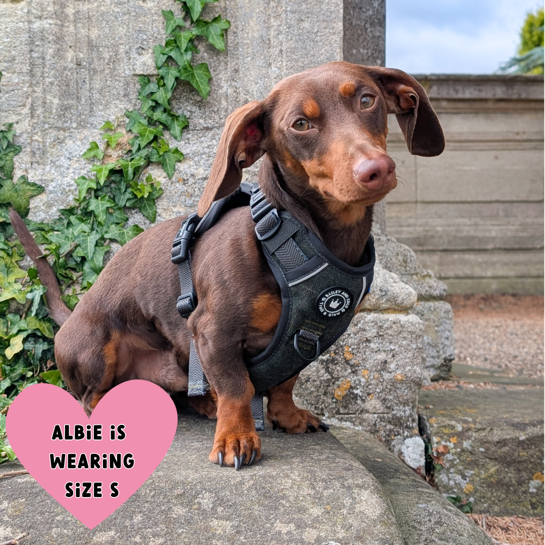 Small dog wearing Bailey & Coco Forest Tweed Dog Harness size S on stone step