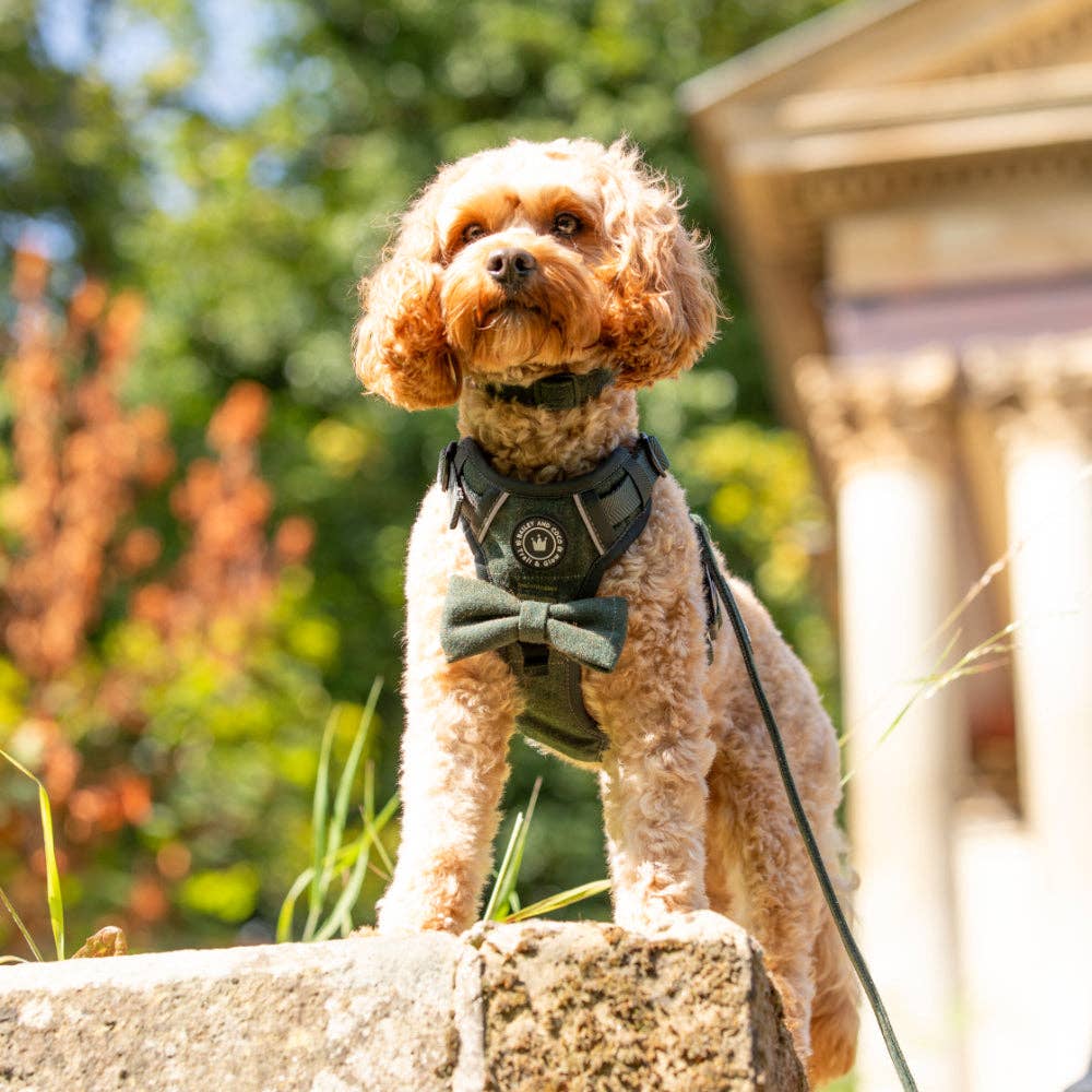 Curly-coated dog wearing Bailey & Coco Forest Tweed Dog Harness with bow tie outdoors