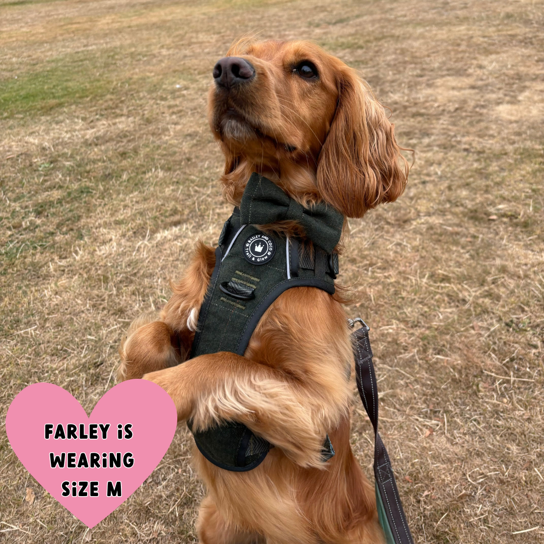 Cocker Spaniel wearing Bailey & Coco Forest Tweed Harness size M outdoors