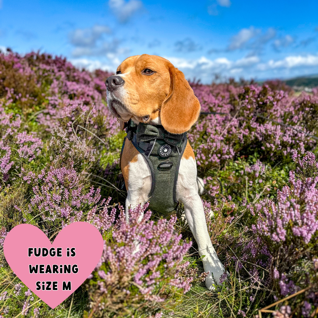 Beagle wearing Bailey & Coco Forest Tweed Harness size M in heather field