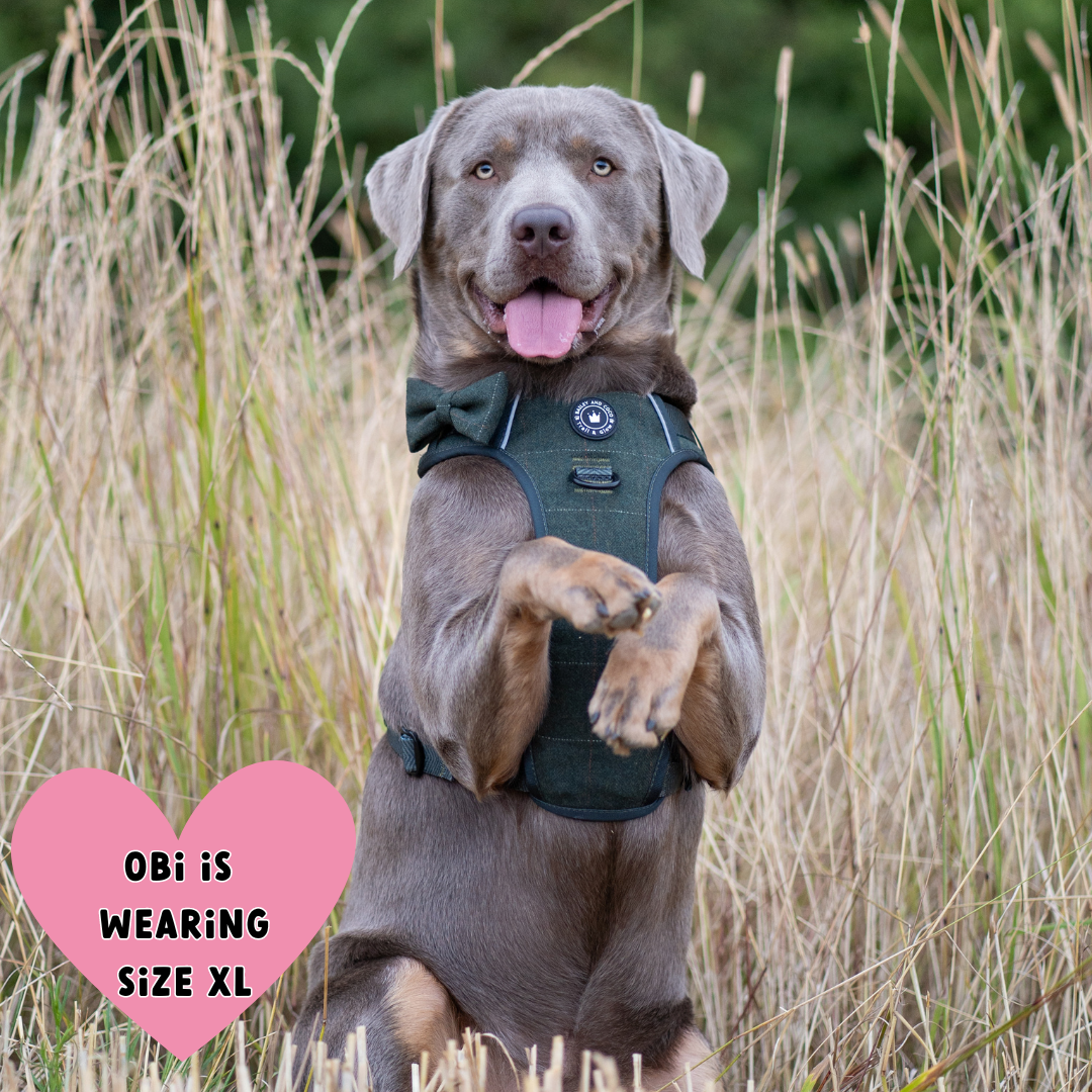 Large dog wearing Bailey & Coco Forest Tweed Dog Harness size XL outdoors