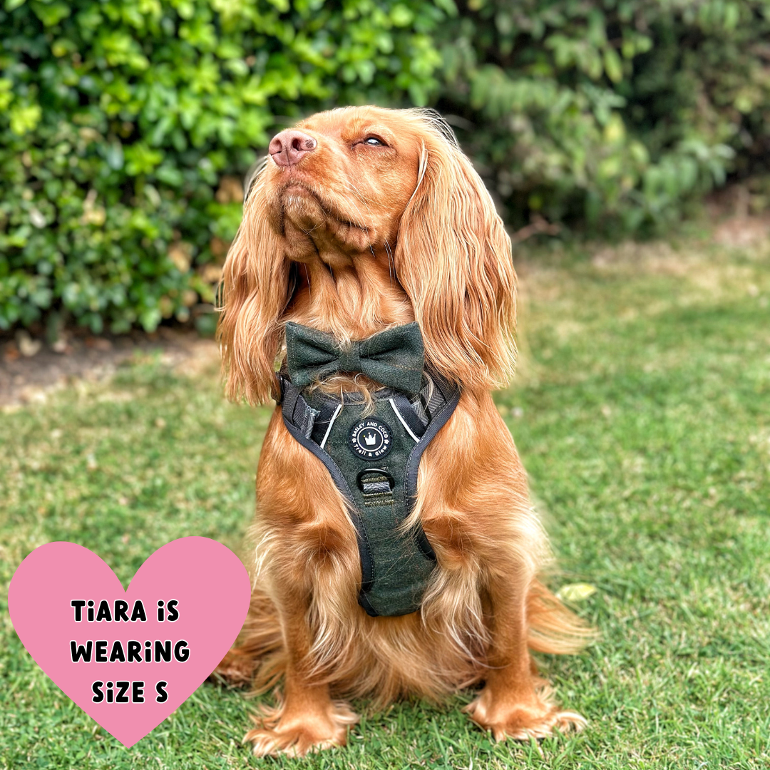 Spaniel wearing Bailey & Coco Forest Tweed Harness size S on grass
