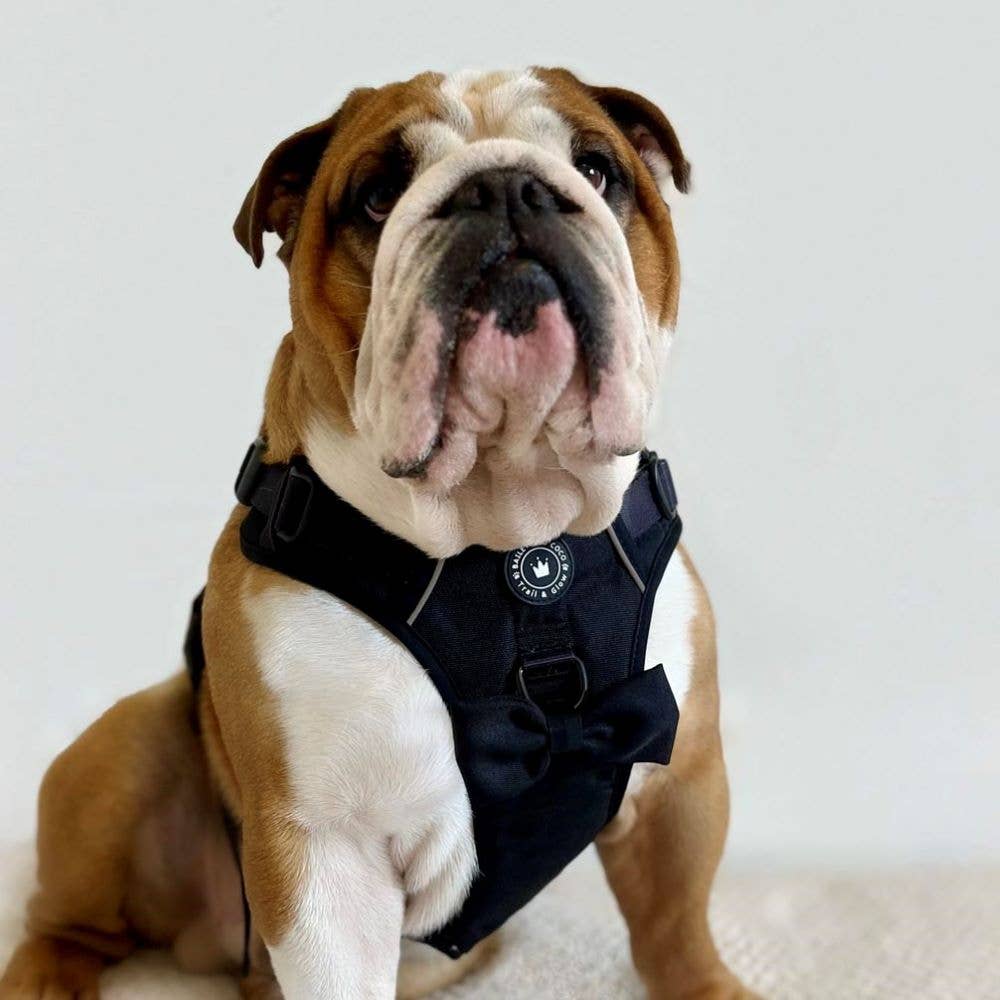 Bulldog wearing Bailey & Coco Trail & Glow Jet Black Dog Harness with bow tie