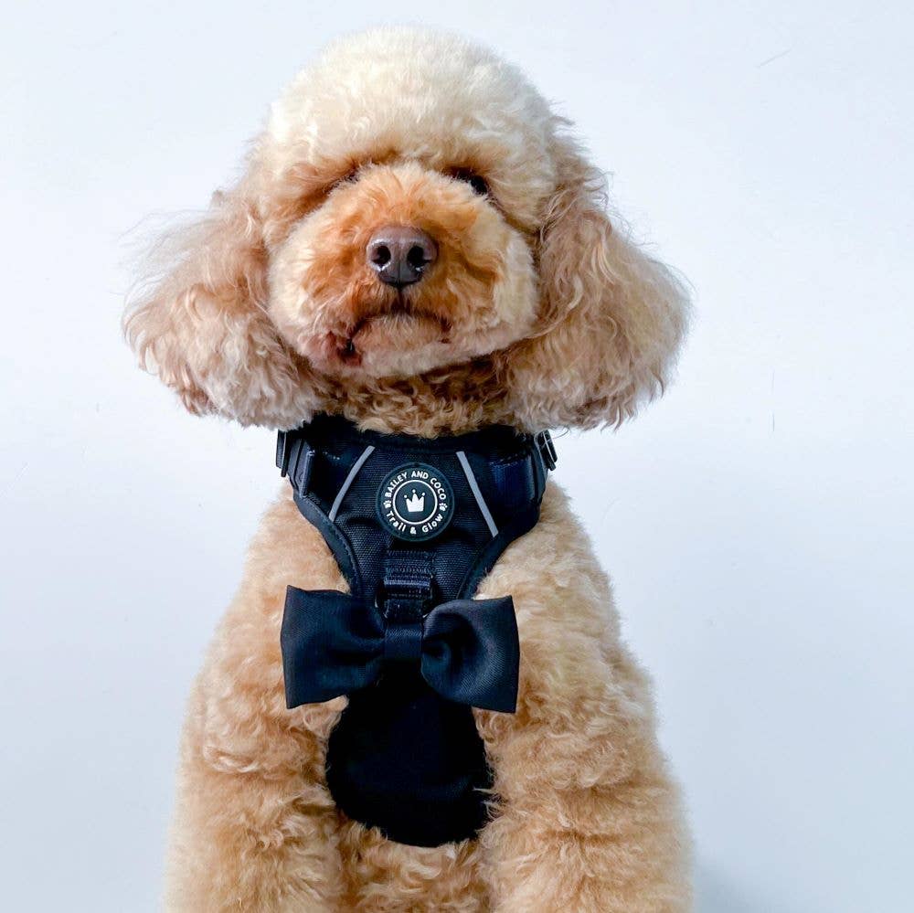 Curly-coated dog wearing Bailey & Coco Jet Black Trail & Glow Harness against white background