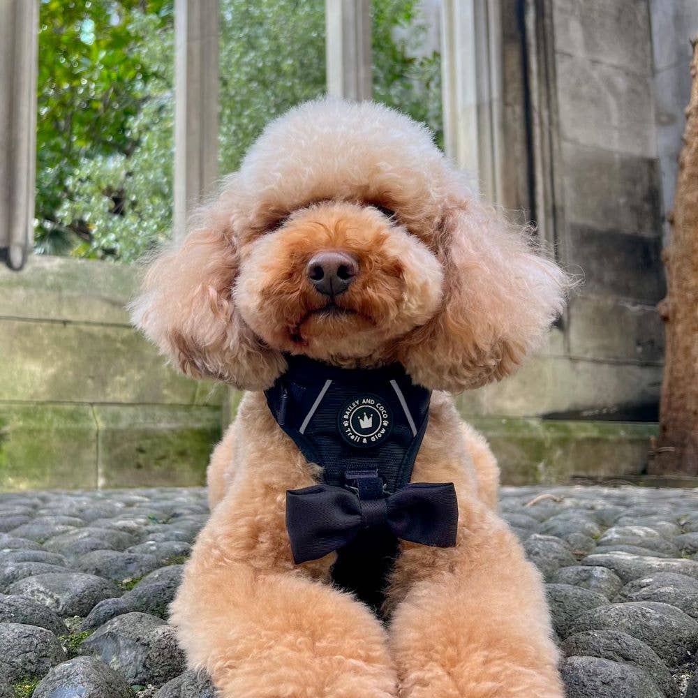 Small curly dog wearing Bailey & Coco Trail & Glow Jet Black Dog Harness with bow tie