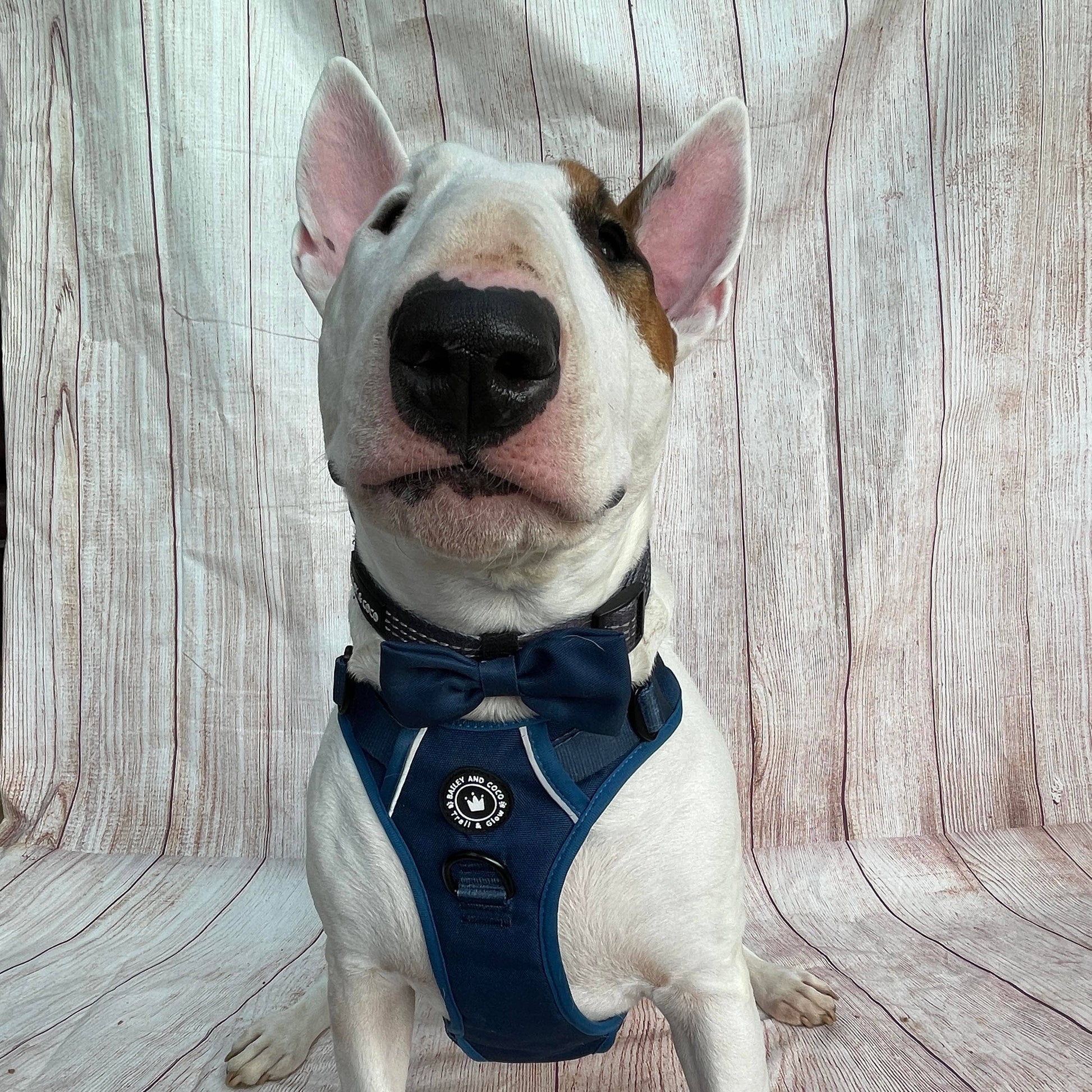Bull Terrier wearing Bailey & Coco Trail & Glow Ink Blue Dog Harness with matching bow tie – reflective and comfortable fit.