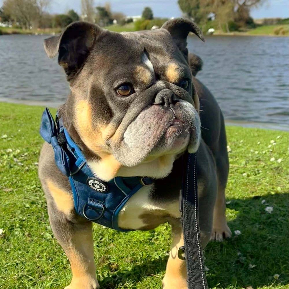 Bulldog wearing Bailey & Coco Trail & Glow Ink Blue Harness – no-pull reflective harness for secure and stylish walks.