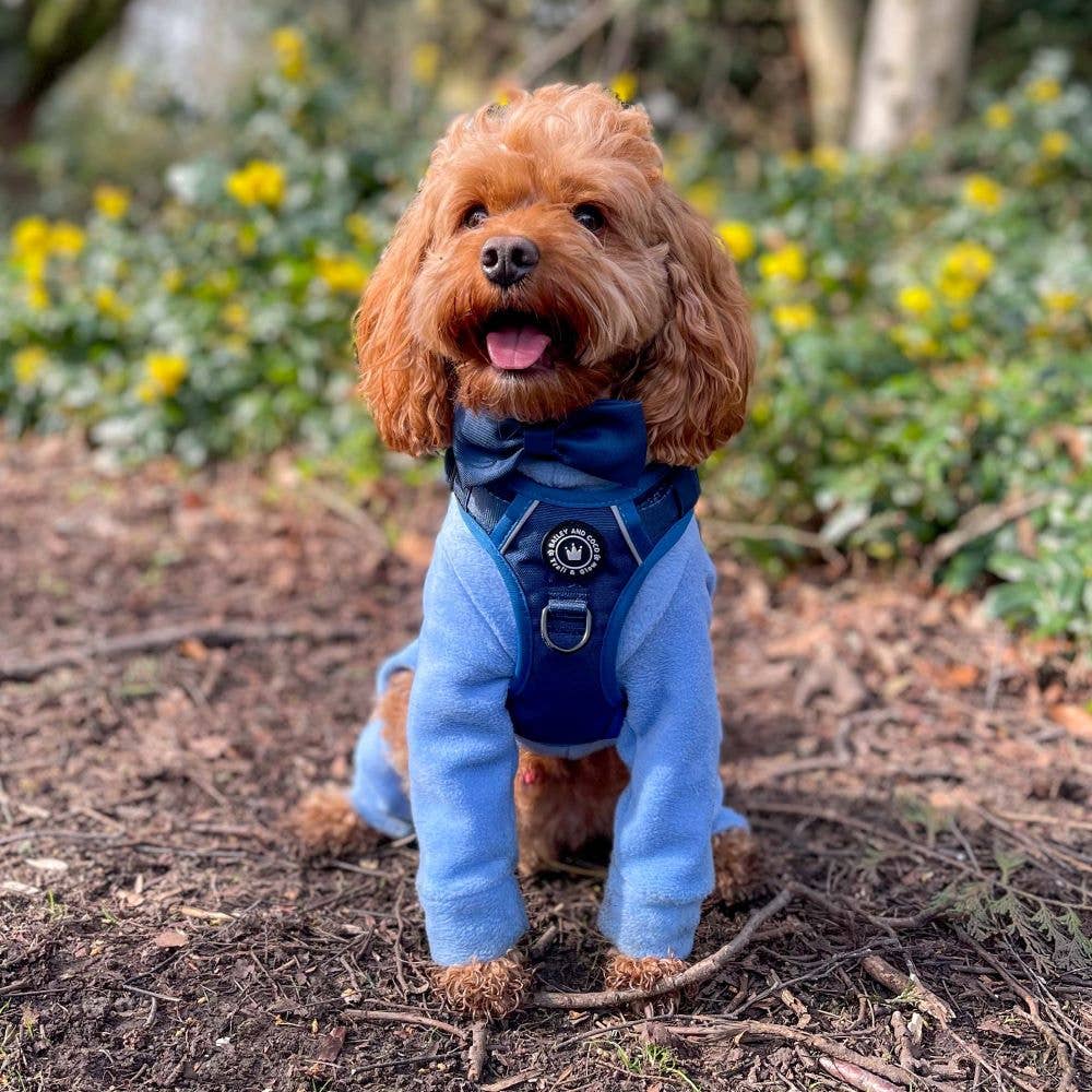 Cavapoo wearing Bailey & Coco Trail & Glow Ink Blue Dog Harness with bow tie – adjustable and reflective design for small breeds.