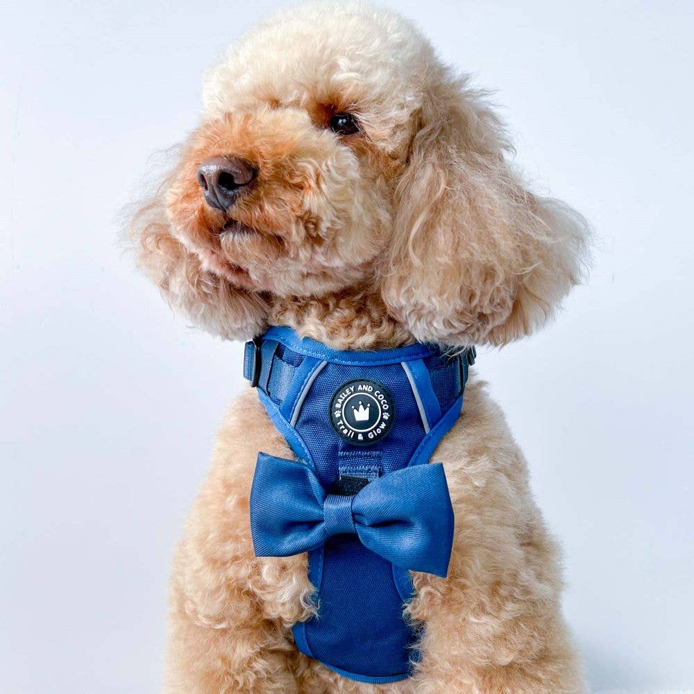 Curly-haired dog wearing Bailey & Coco Trail & Glow Ink Blue Dog Harness – reflective, no-pull, and stylish design with bow tie.