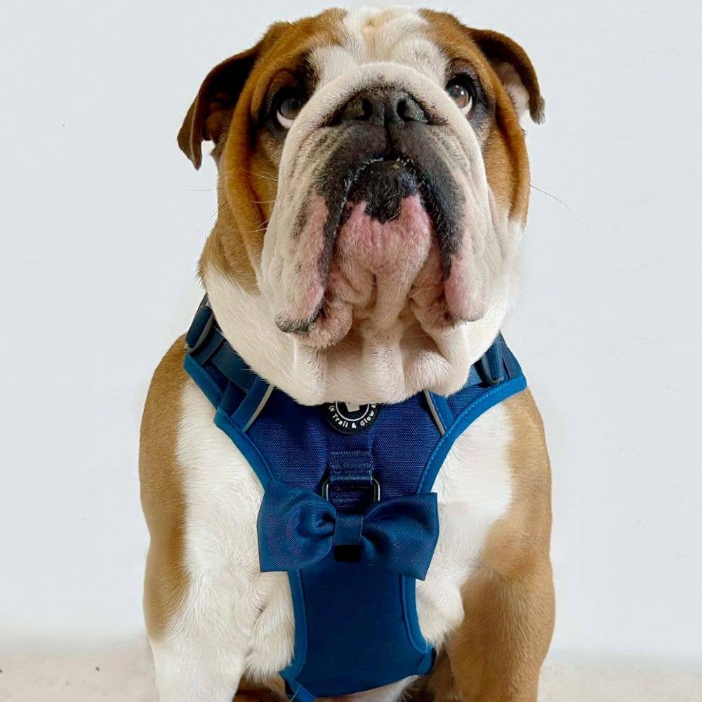 English Bulldog wearing Bailey & Coco Trail & Glow Ink Blue Dog Harness – secure, breathable, and reflective fit with bow tie.