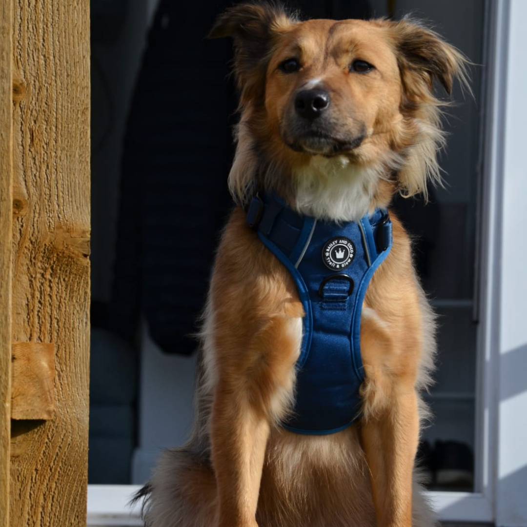 Medium dog sitting in doorway wearing Bailey & Coco Trail & Glow Ink Blue Harness – lightweight, breathable, and reflective.