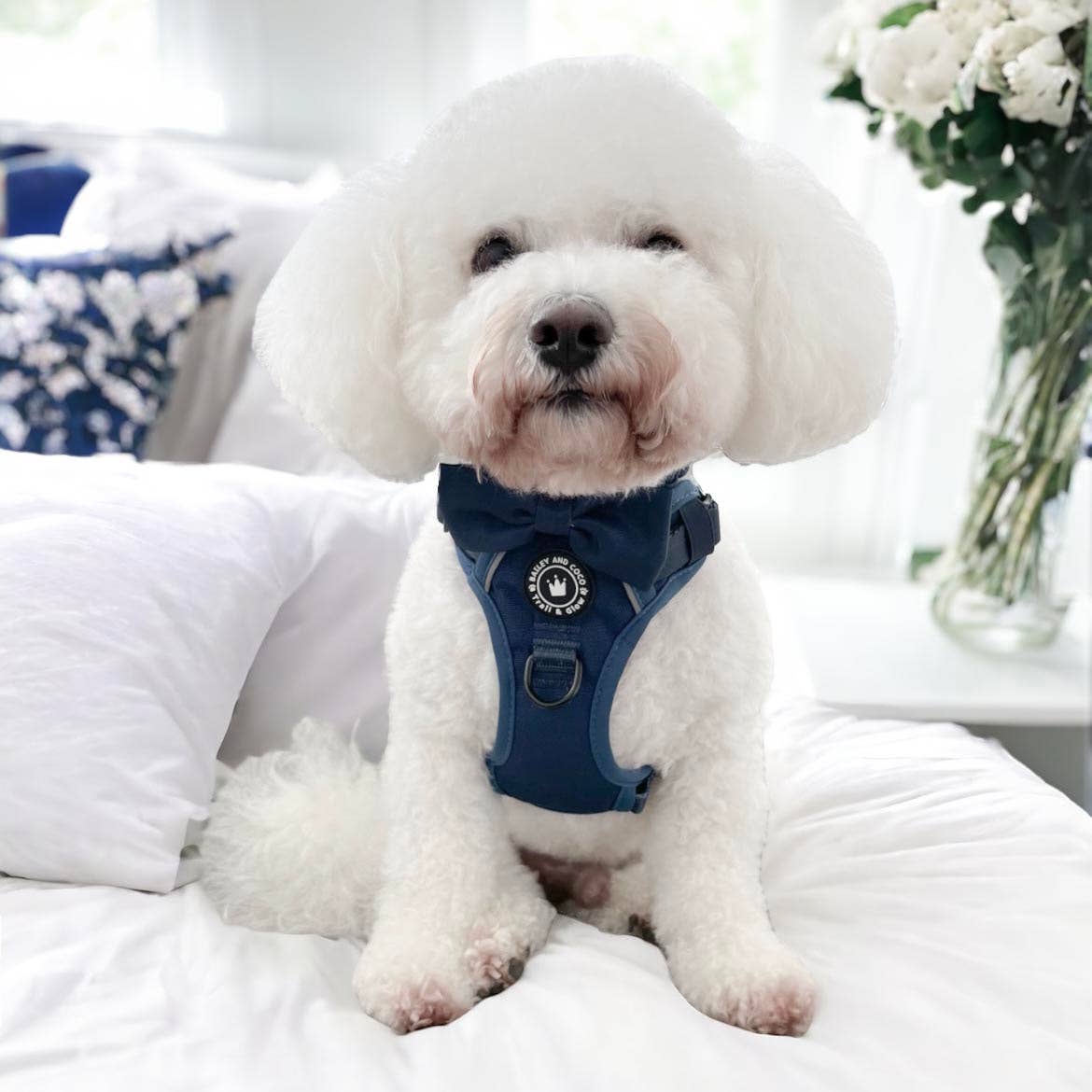 Small white dog wearing Bailey & Coco Trail & Glow Ink Blue Harness with bow tie – soft, padded, reflective, and adjustable design.