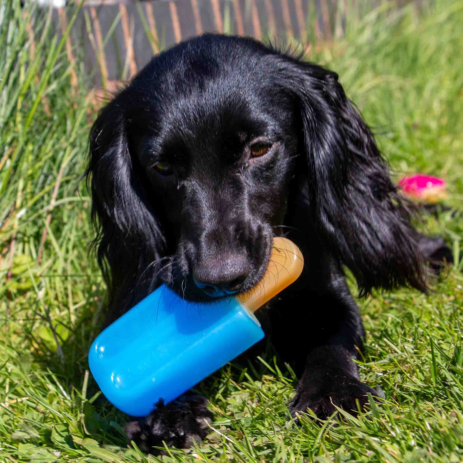 Ancol Ice Paws frozen cooling toy detail showing flexible food-safe construction