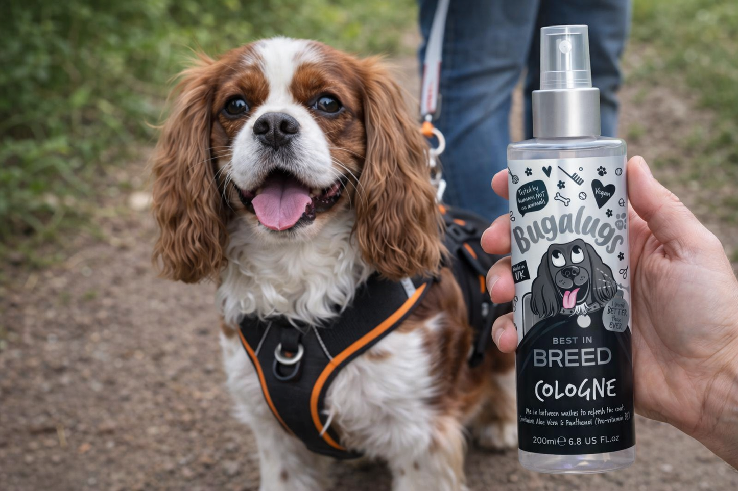 Groomed dog wearing harness after using Bugalugs dog cologne