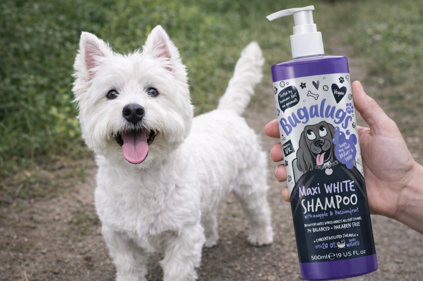 Clean bright dog coat after washing with Bugalugs Maxi White shampoo