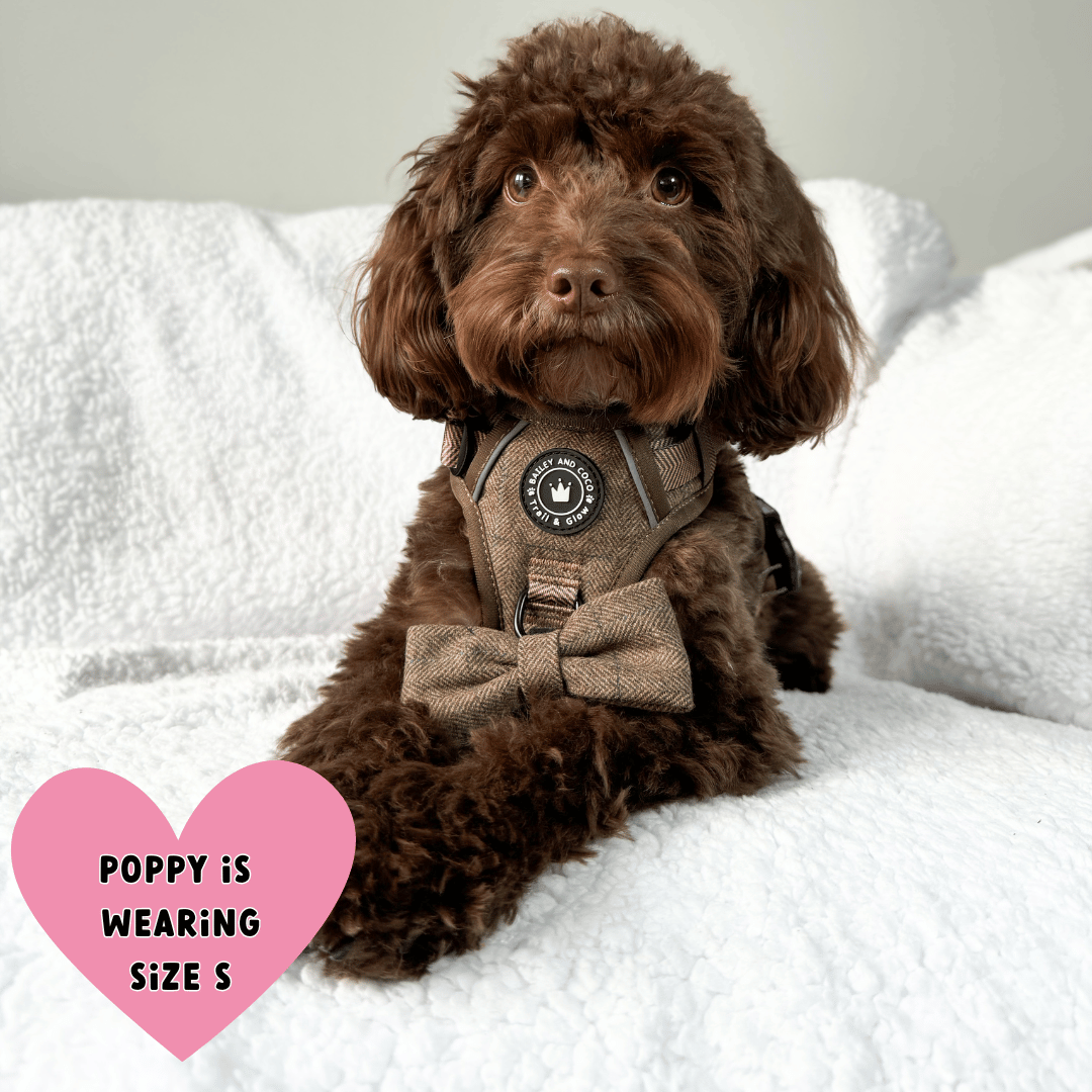 Oxford Tweed harness worn by dog showing back handle position and overall fit