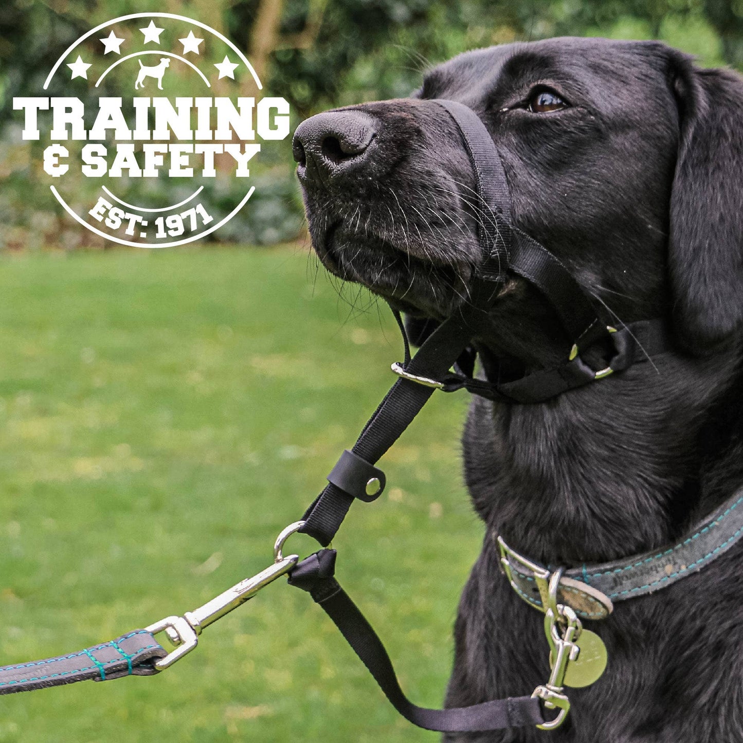 Ancol Nylon Dog Training Halter – Head Collar to Stop Pulling