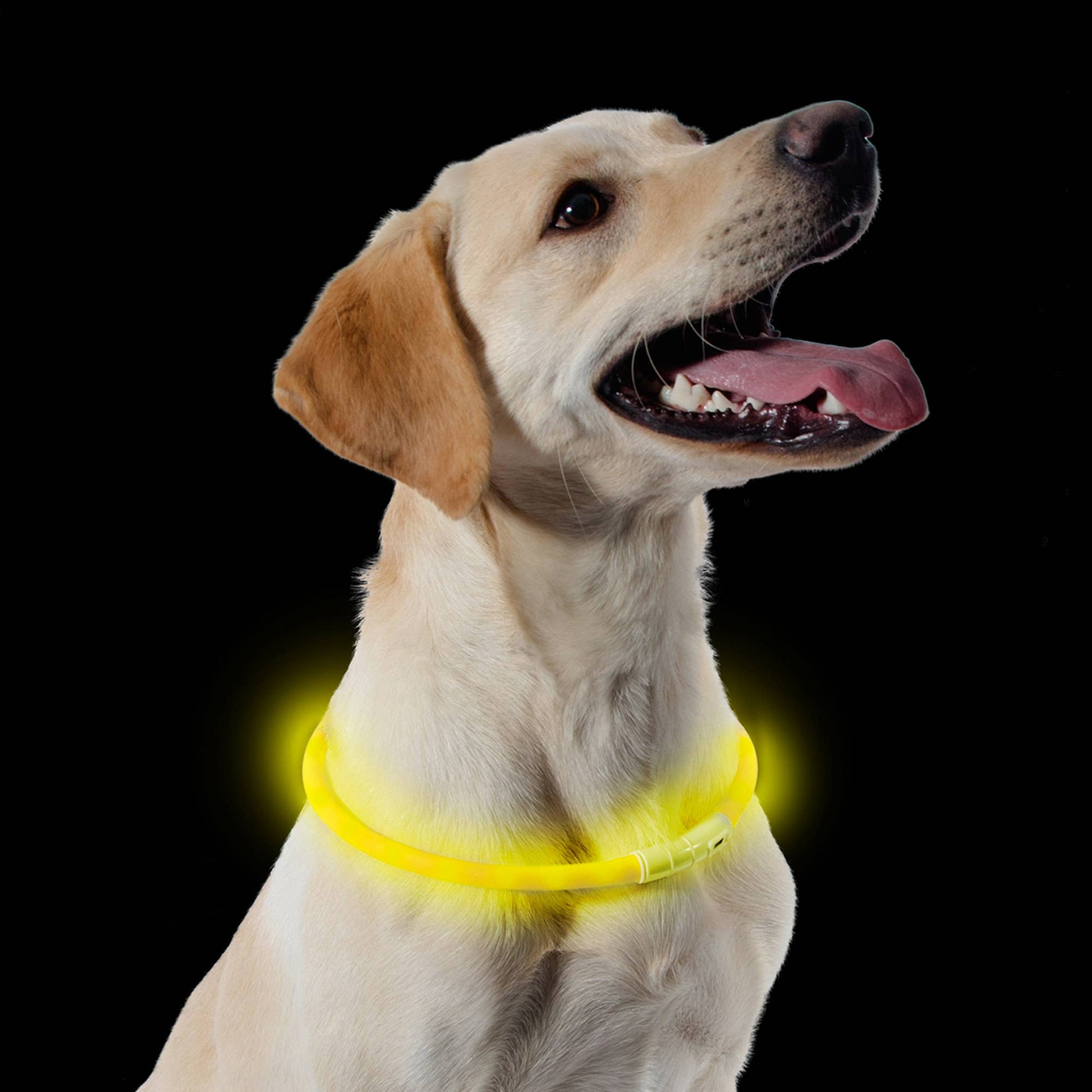 High visibility flashing dog safety light band – waterproof