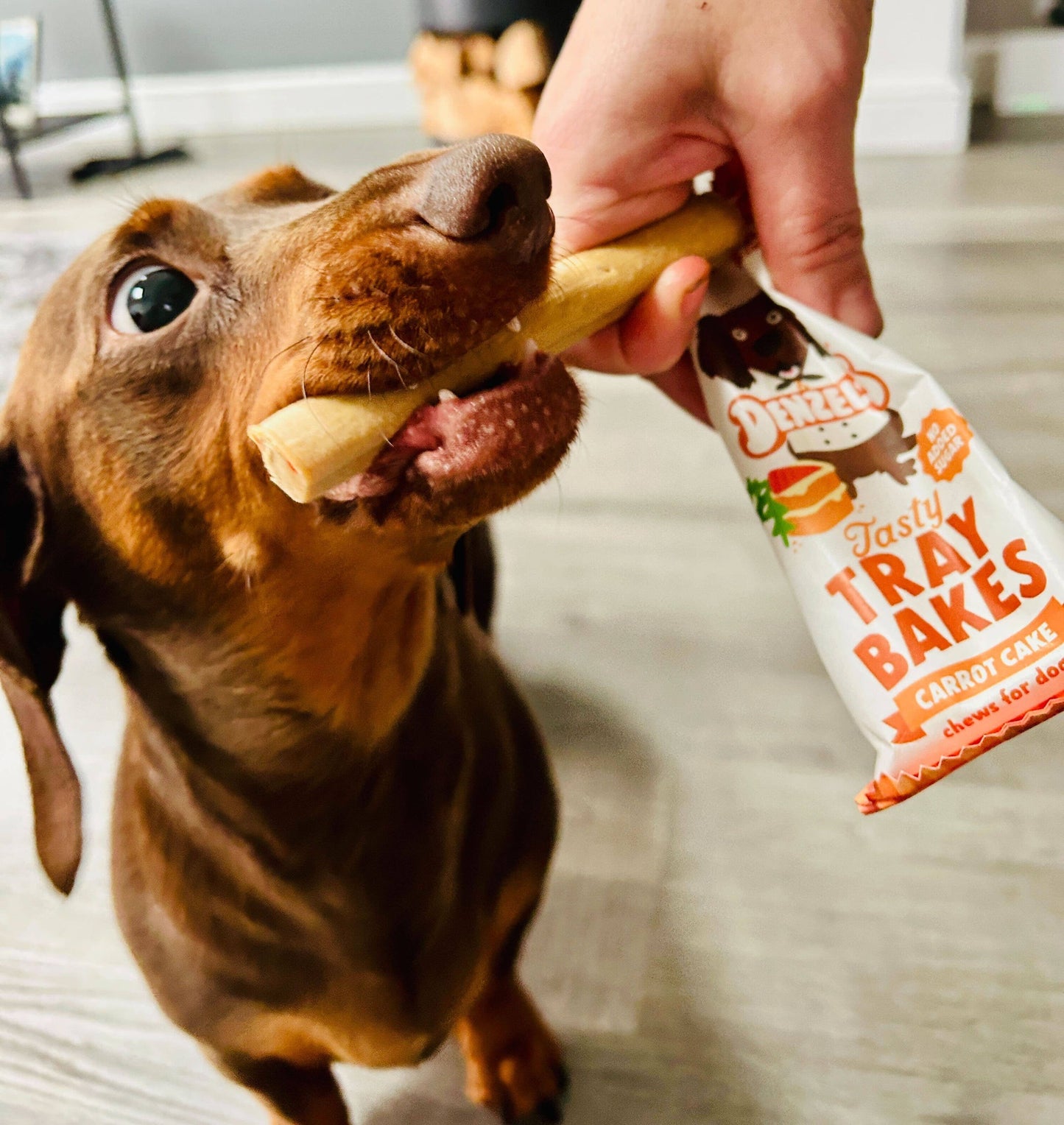 Small dachshund holding a Denzel's carrot cake tray bake chew in its mouth while a hand holds the open pack beside it