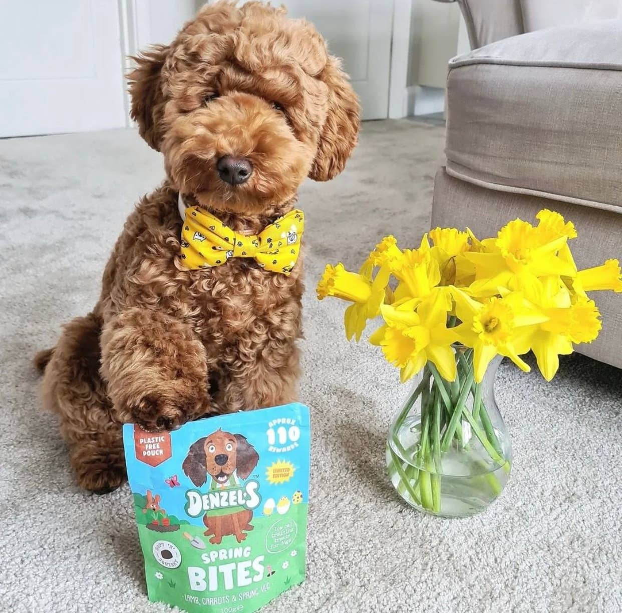 Curly brown dog wearing a yellow bow tie beside daffodils with Denzel's Spring Bites pouch, showing the seasonal spring theme