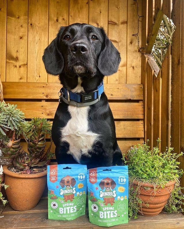Black dog sitting in a wooden garden setting with two Denzel's Spring Bites pouches in front, showing outdoor spring use