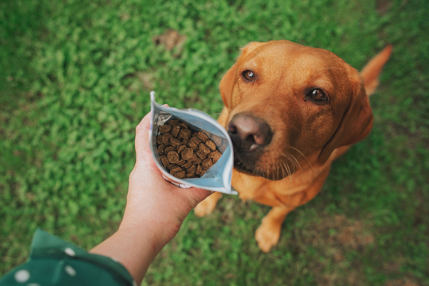 Open pouch of Denzel's Springtime Bites held above a dog to show the treat size and quantity inside the pack