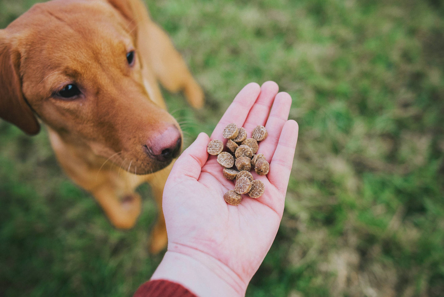 Small round brown dog treats held in a hand outdoors, showing the size and soft reward-treat texture