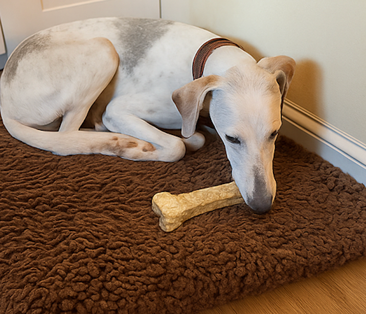 White dog enjoying collagen peanut butter bone on dog bed