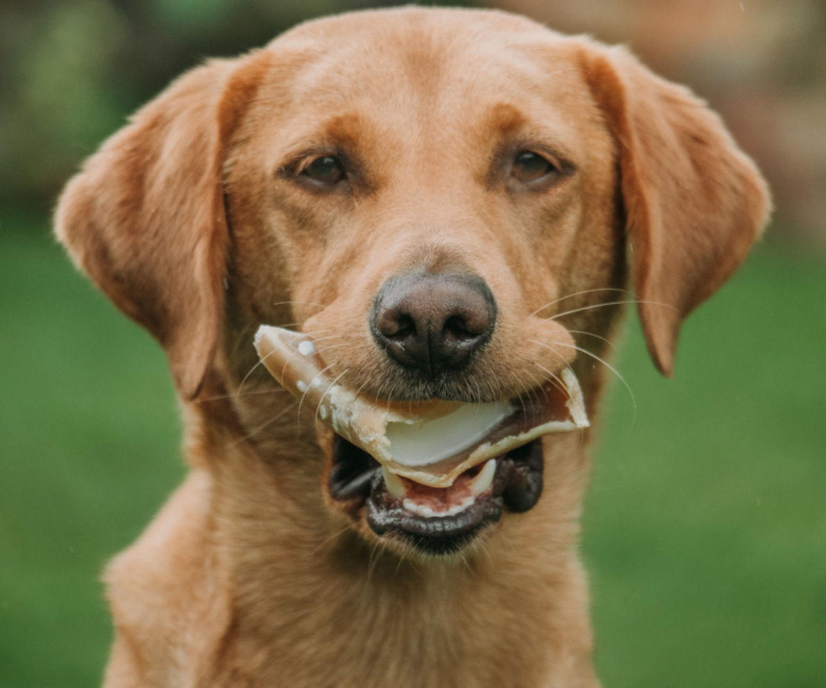 Labrador chewing an Anco sheep fat filled cow hoof natural dog treat outdoors.
