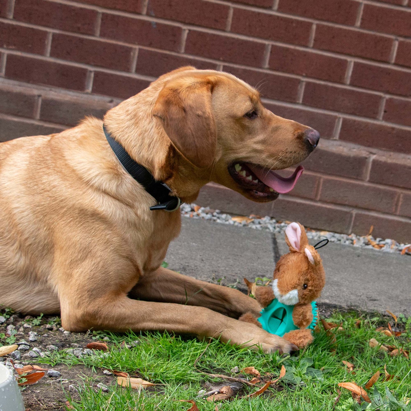 Dog lying on grass beside Ancol Örva Cuddle Ball Belly Rabbit enrichment toy